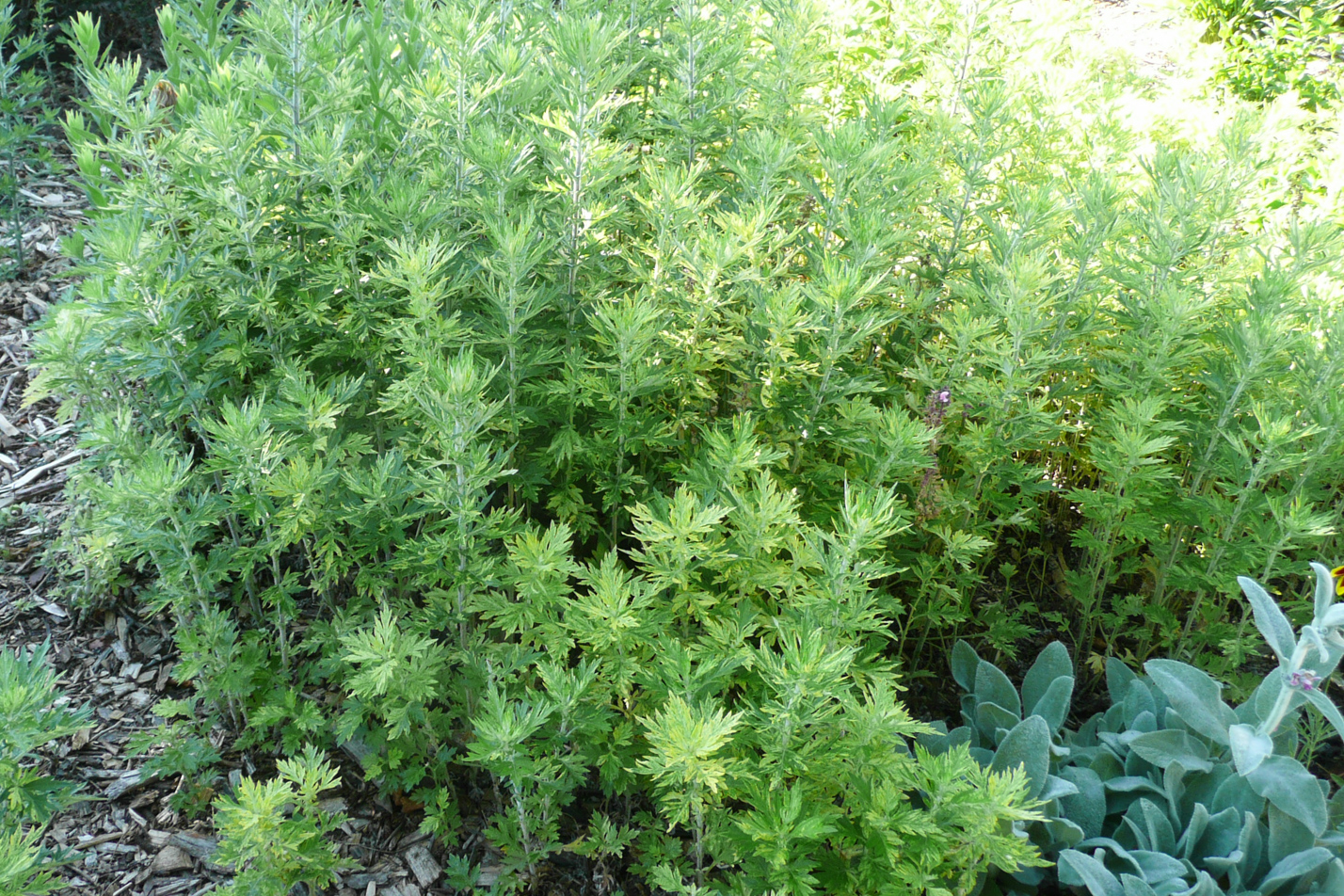 Oriental Limelight Sage